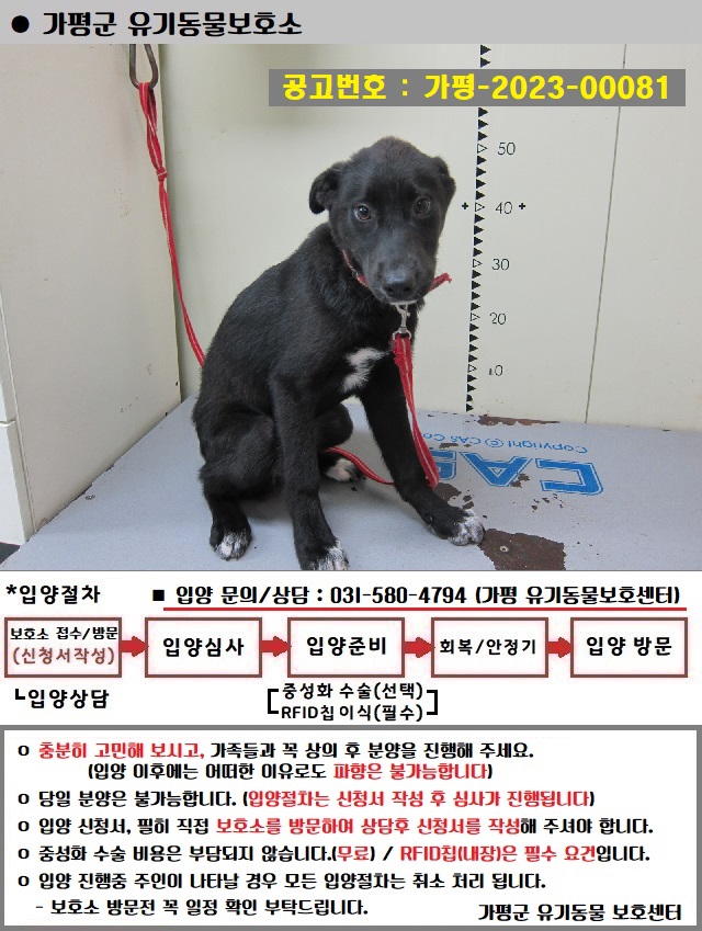 믹스견 이미지 파일 입니다.