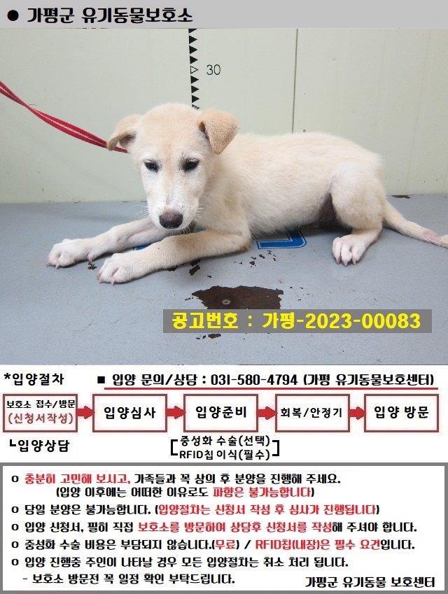 믹스견 이미지 파일 입니다.