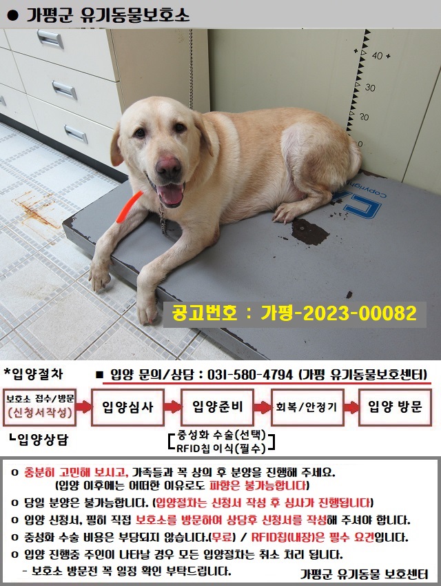 라브라도 리트리버 이미지 파일 입니다.
