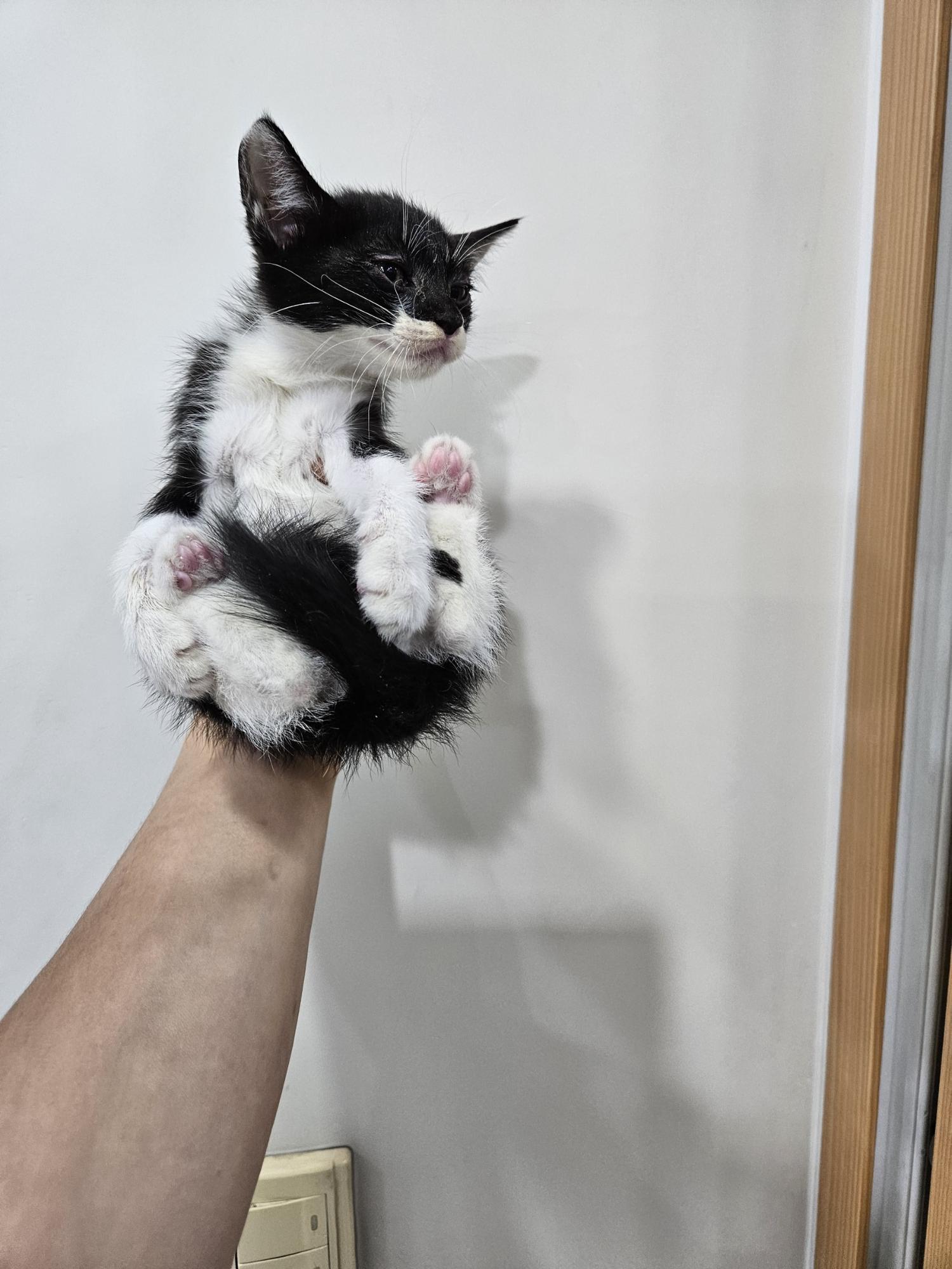 한국 고양이 이미지 파일 입니다.