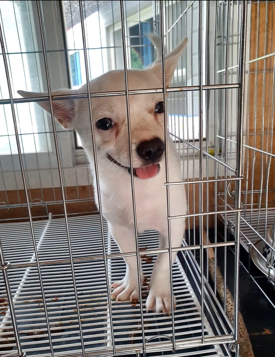 믹스견 이미지 파일 입니다.