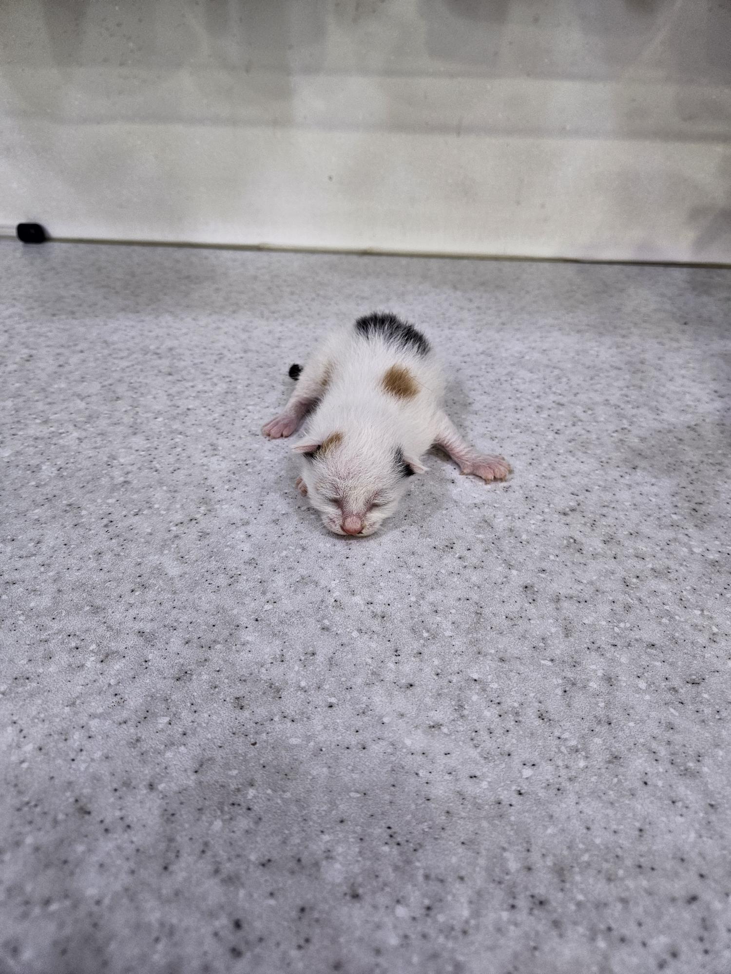 한국 고양이 이미지 파일 입니다.