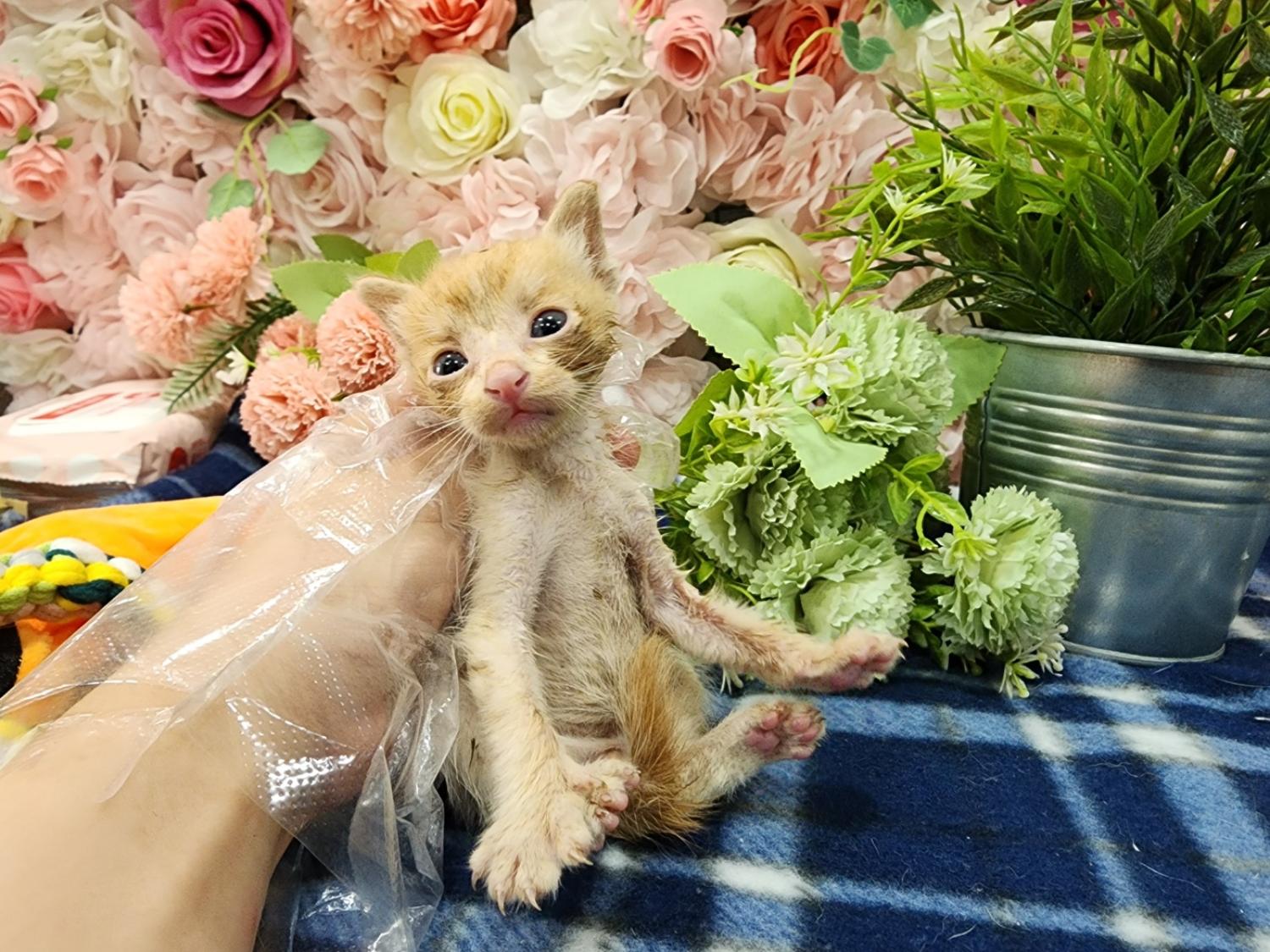 한국 고양이 이미지 파일 입니다.
