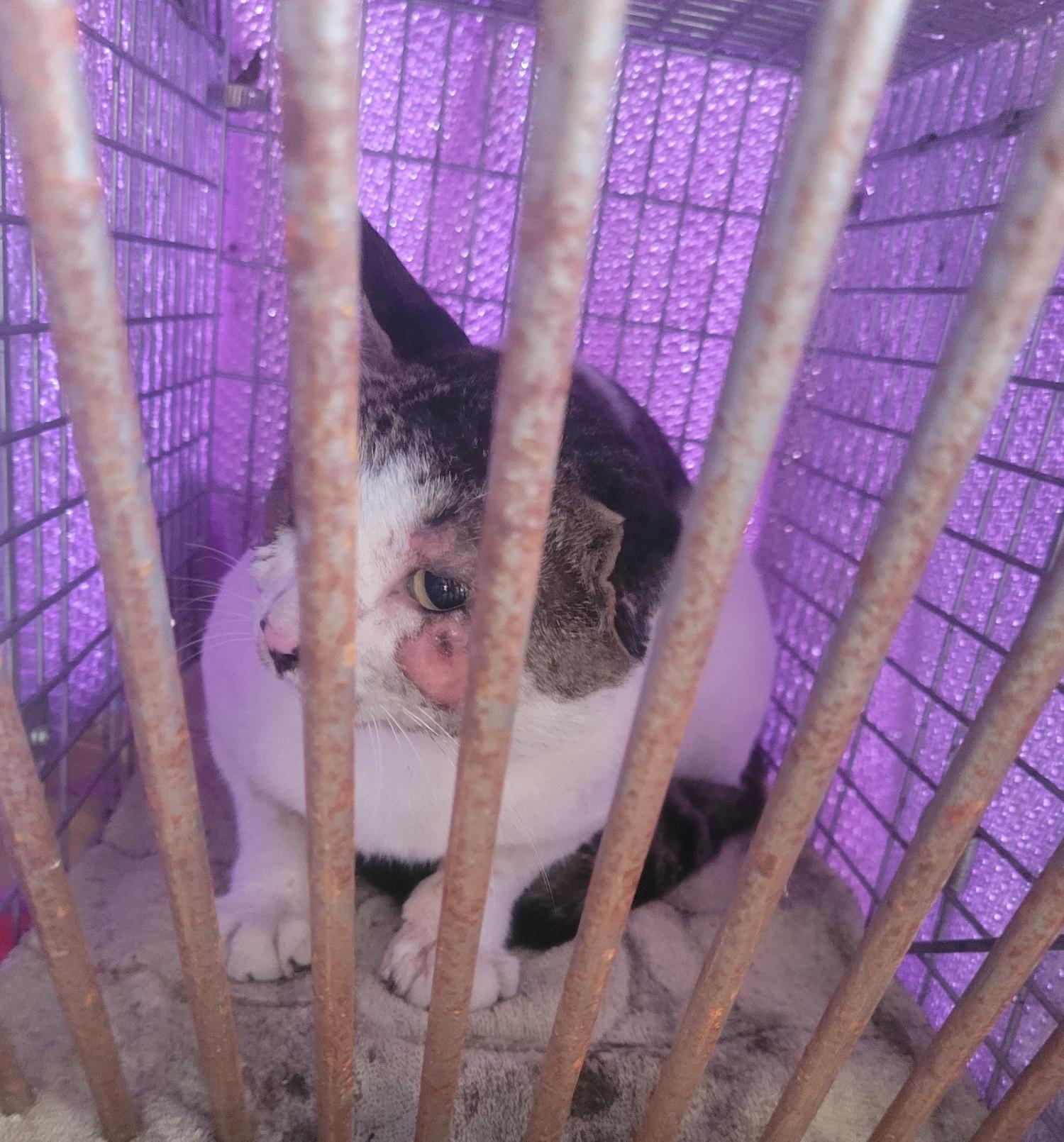 한국 고양이 이미지 파일 입니다.