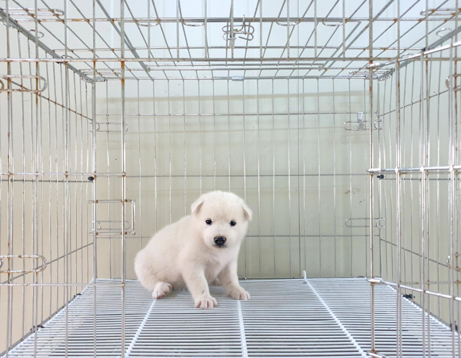 믹스견 이미지 파일 입니다.