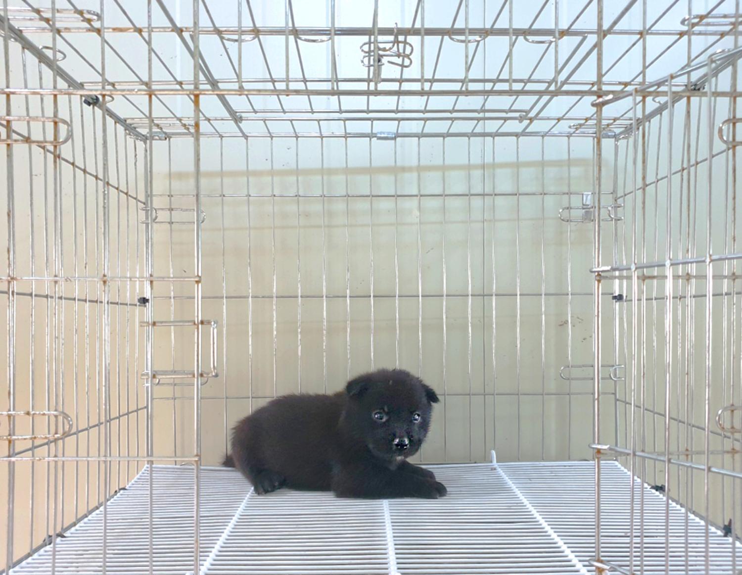 믹스견 이미지 파일 입니다.