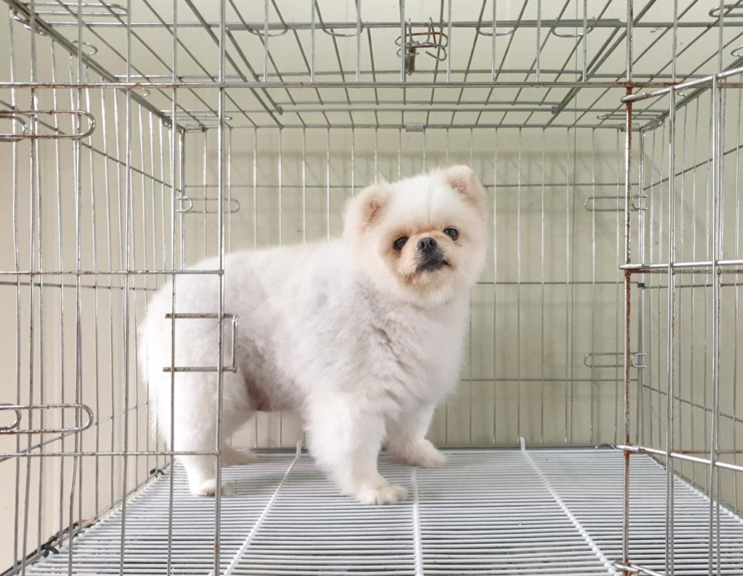 포메라니안 이미지 파일 입니다.