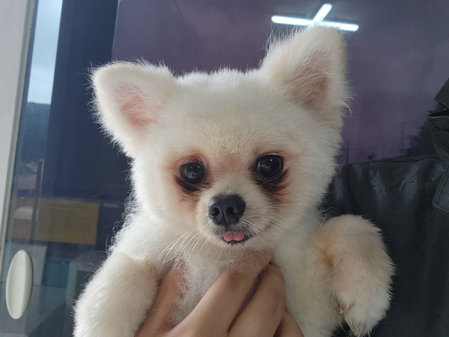 포메라니안 이미지 파일 입니다.
