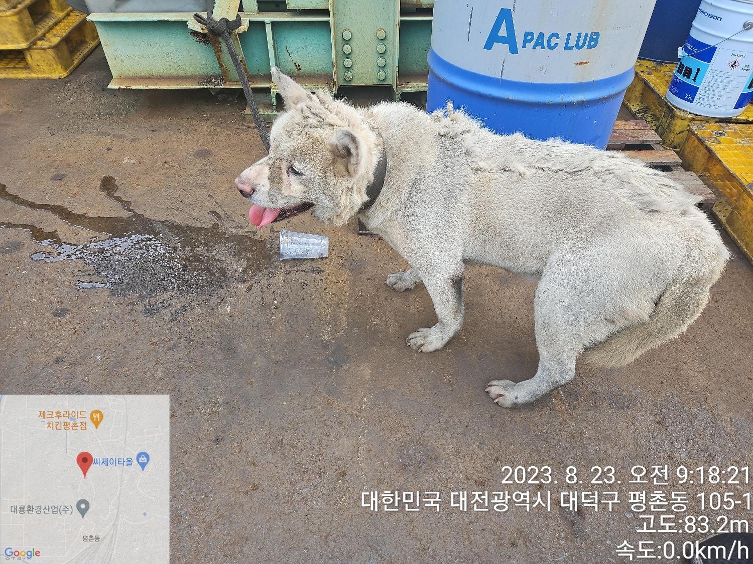 진도견 이미지 파일 입니다.