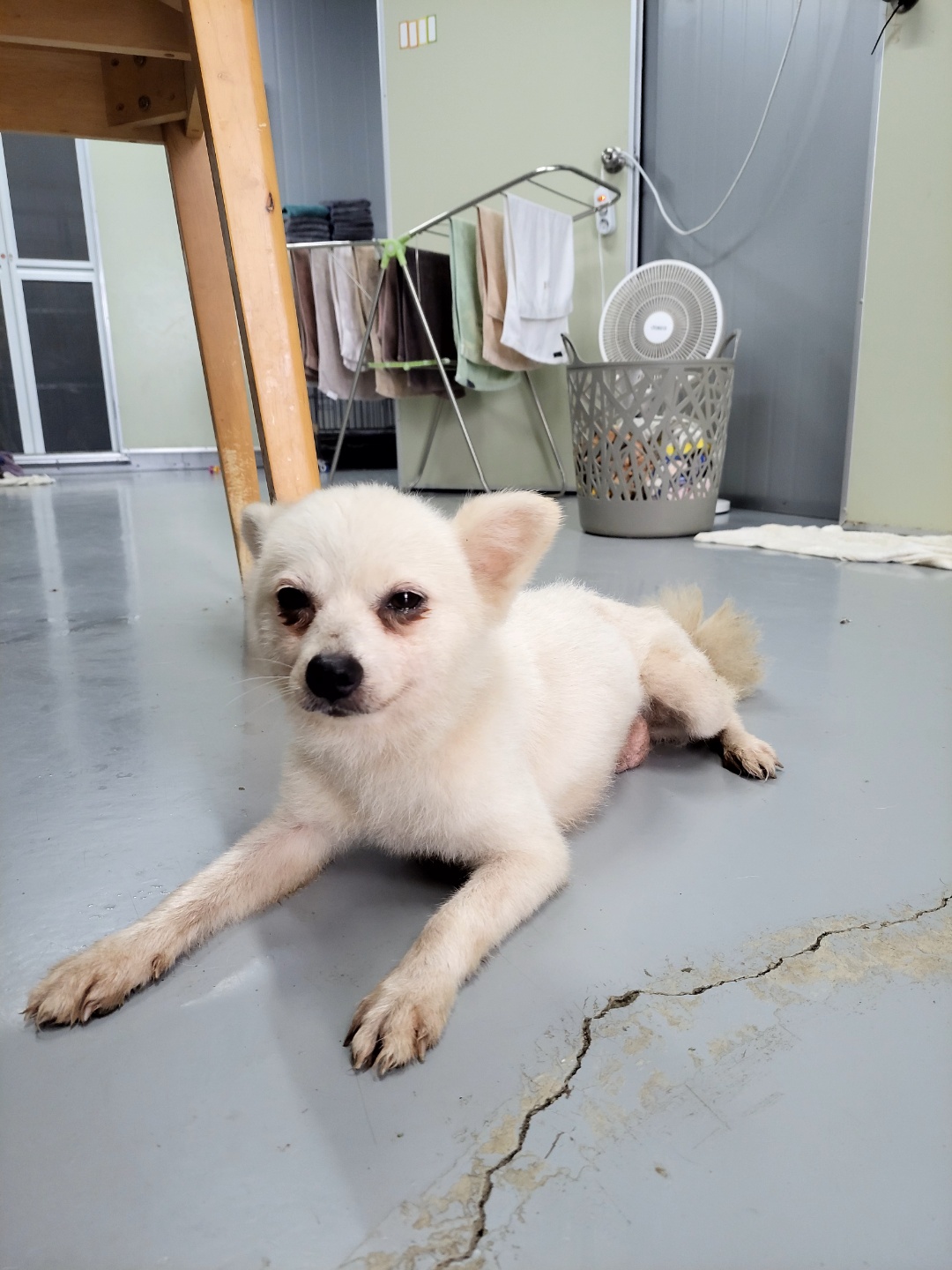 포메라니안 이미지 파일 입니다.