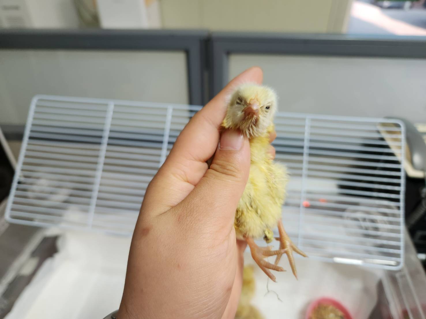 [기타축종] 병아리 이미지 파일 입니다.