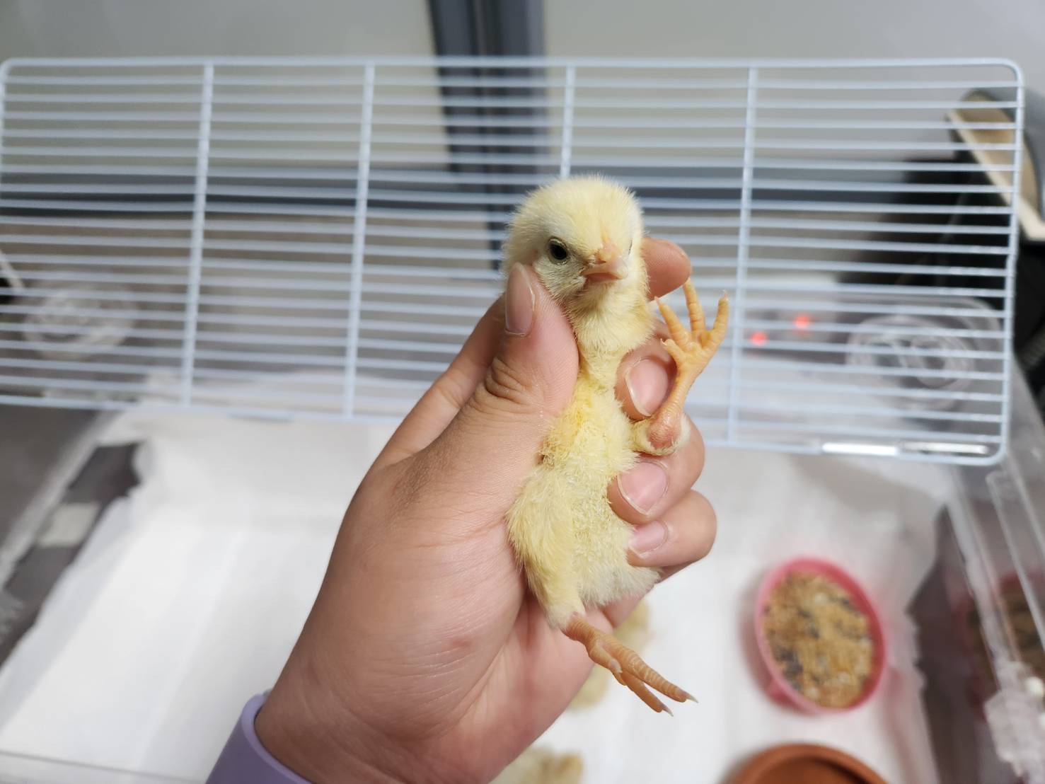 [기타축종] 병아리 이미지 파일 입니다.