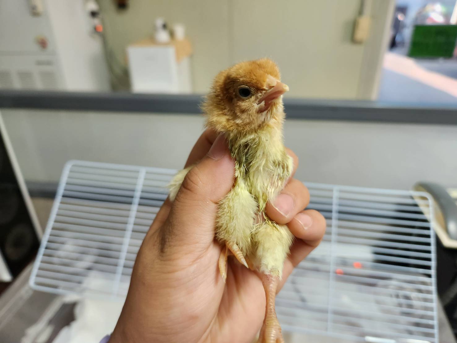 [기타축종] 병아리 이미지 파일 입니다.