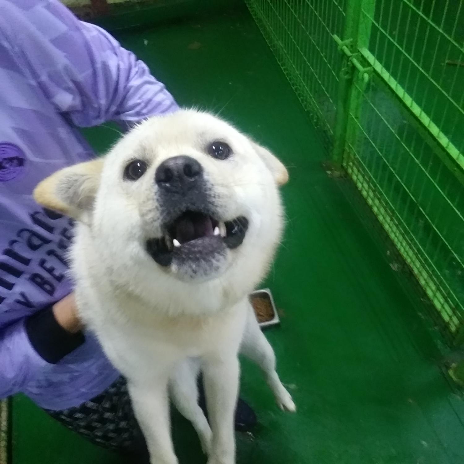 진도견 이미지 파일 입니다.