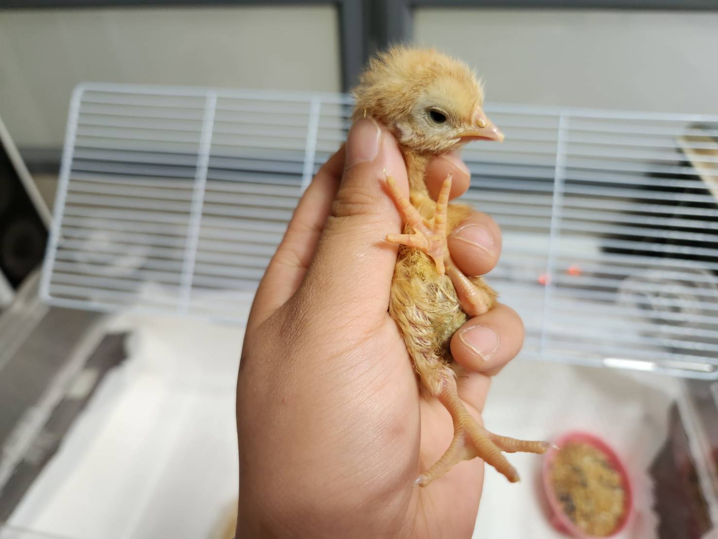 [기타축종] 병아리 이미지 파일 입니다.
