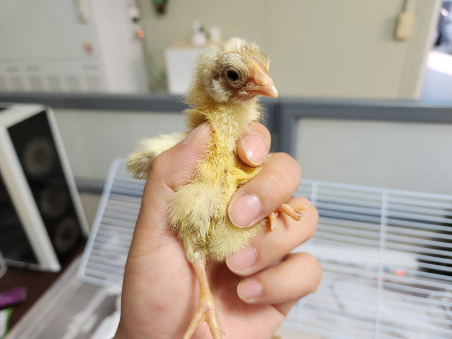 [기타축종] 병아리 이미지 파일 입니다.