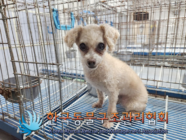 푸들 이미지 파일 입니다.