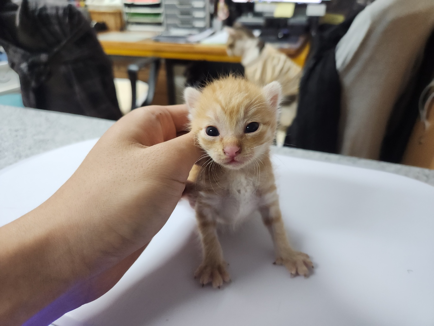 한국 고양이 이미지 파일 입니다.