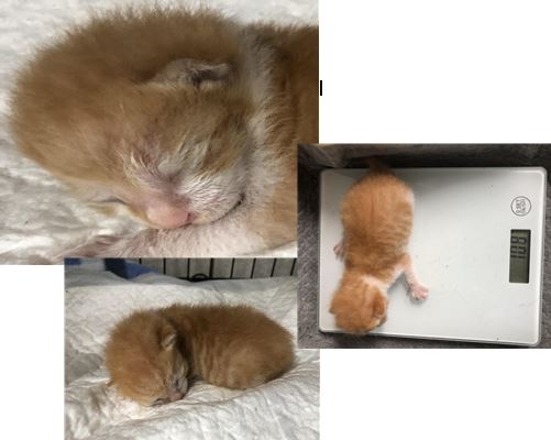 한국 고양이 이미지 파일 입니다.