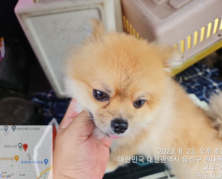포메라니안 이미지 파일 입니다.