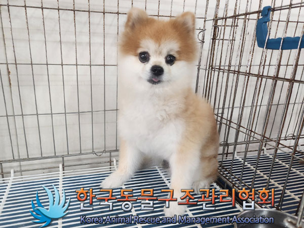 포메라니안 이미지 파일 입니다.