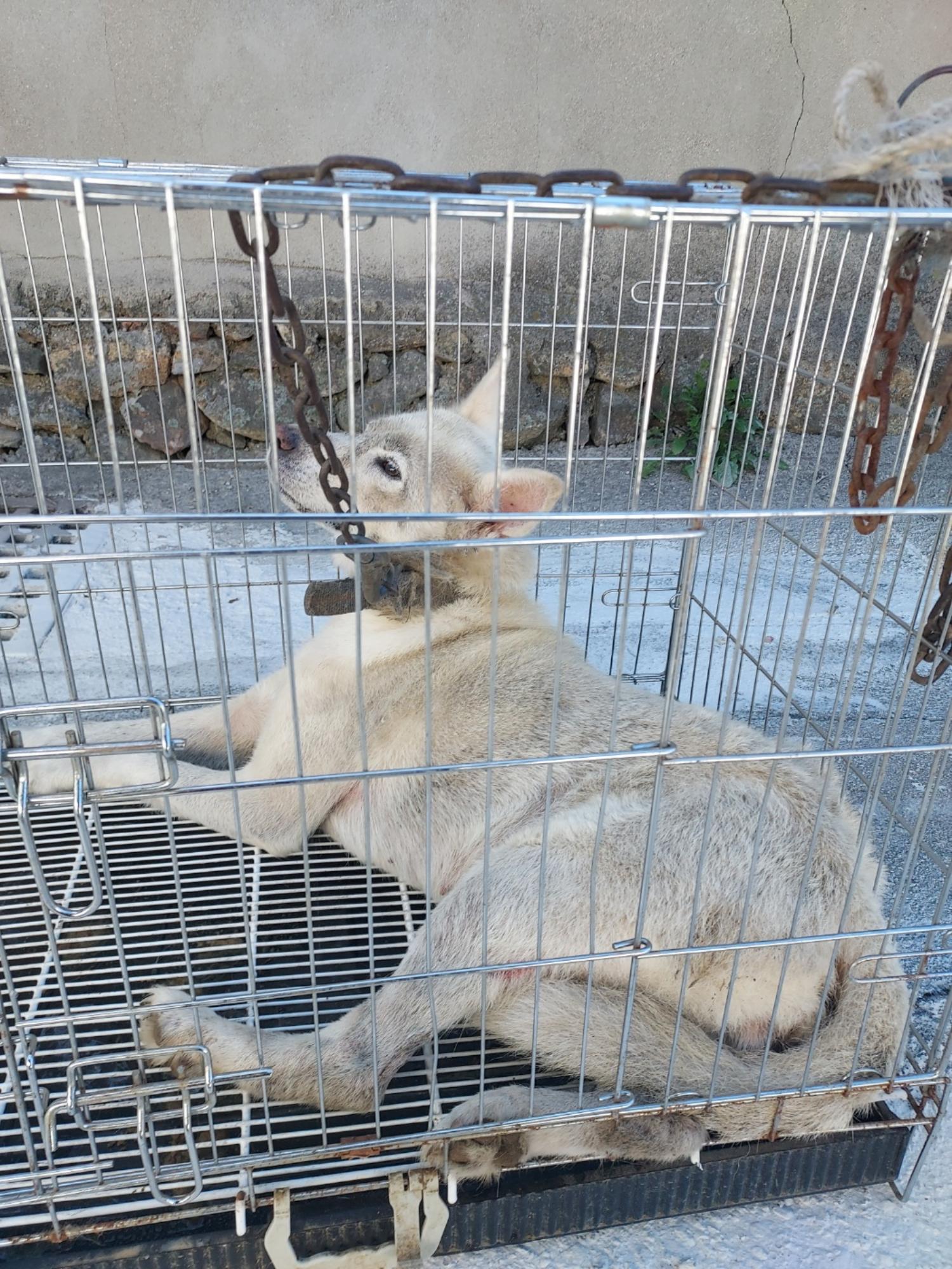 믹스견 이미지 파일 입니다.