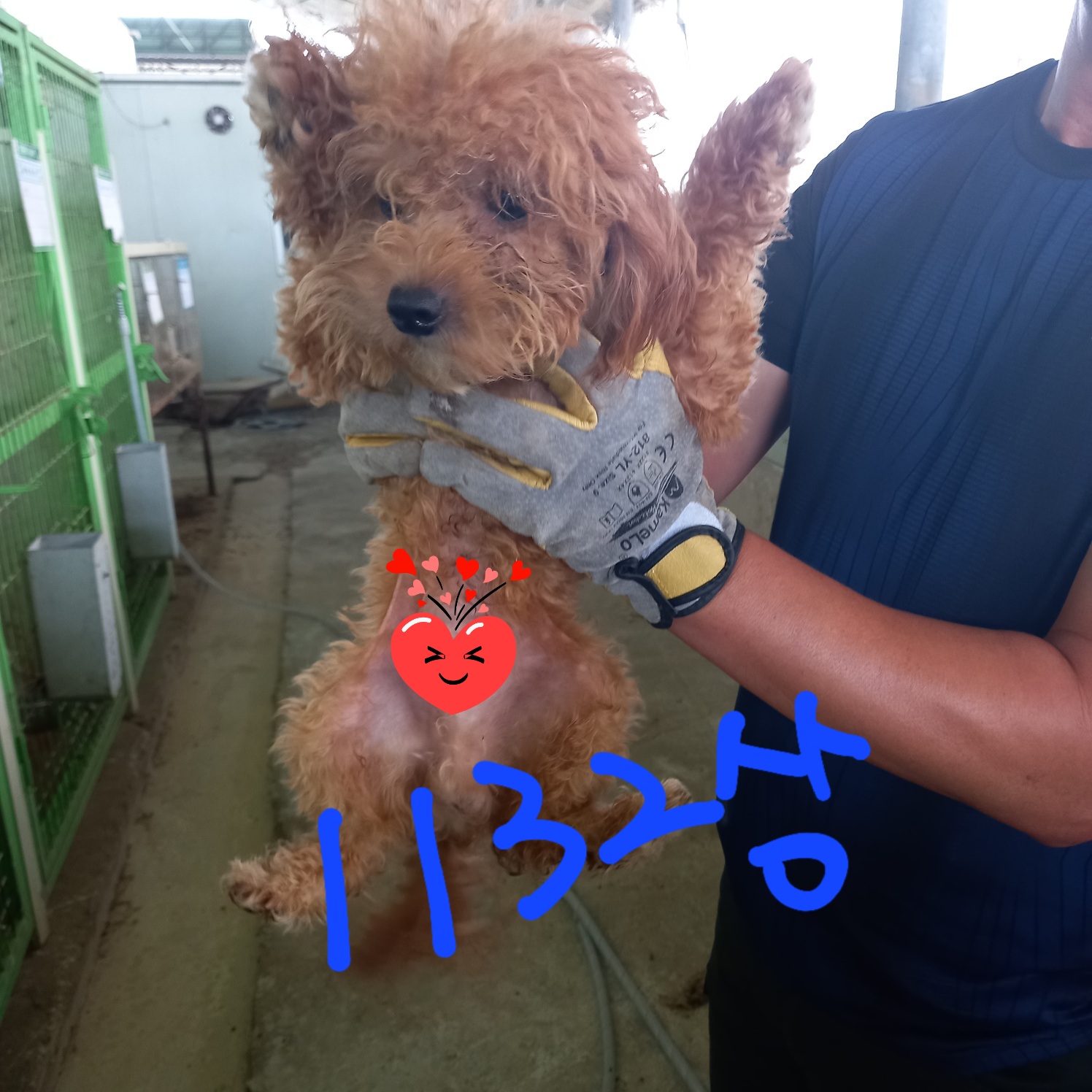 푸들 이미지 파일 입니다.