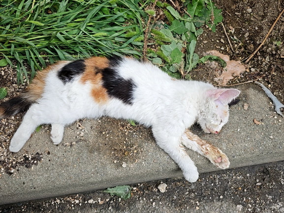 한국 고양이 이미지 파일 입니다.