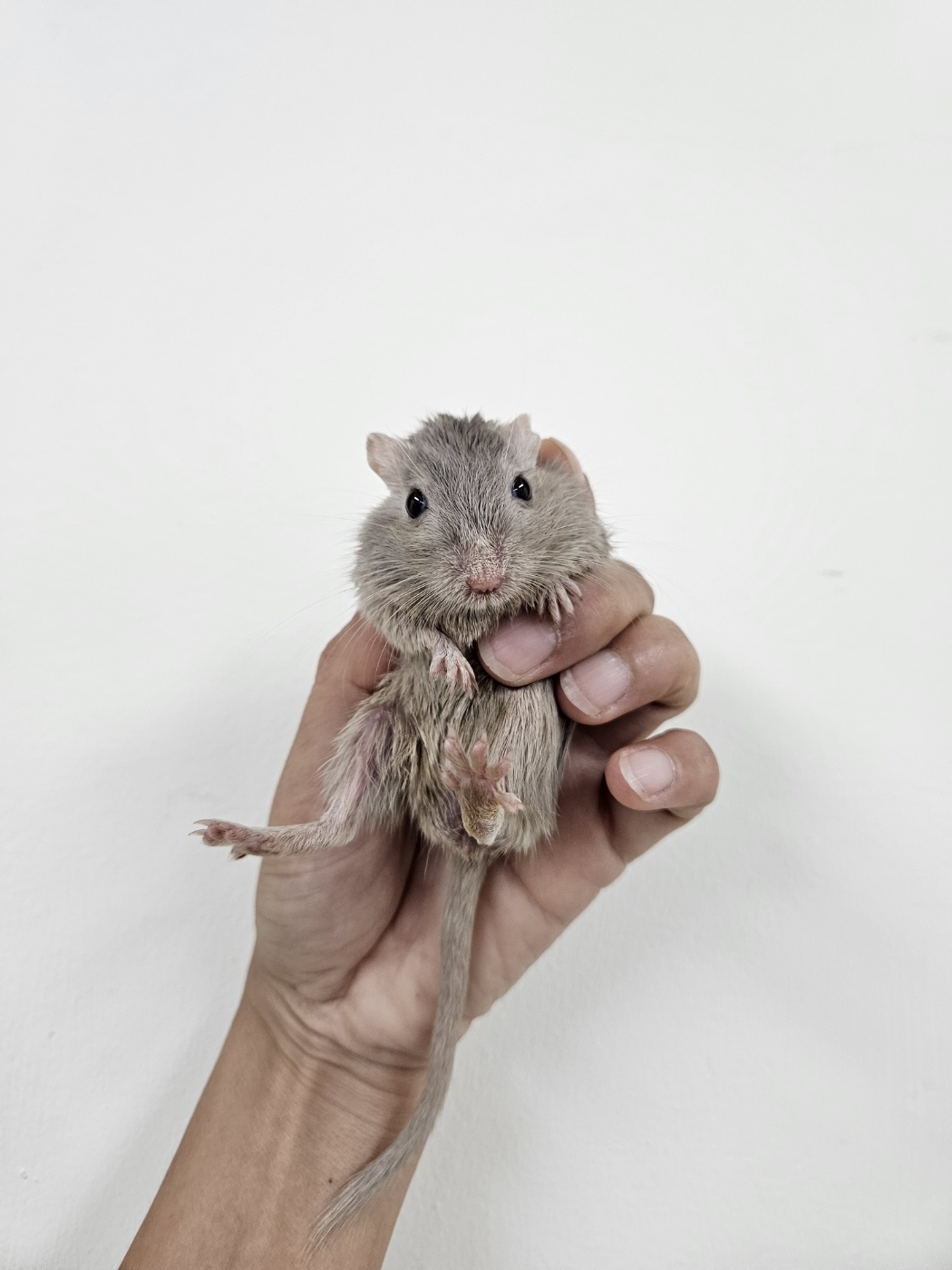 [기타축종] 햄스터 이미지 파일 입니다.
