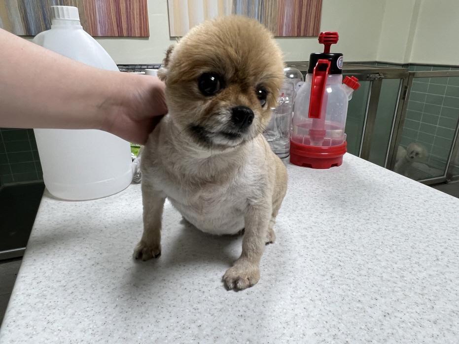 포메라니안 이미지 파일 입니다.