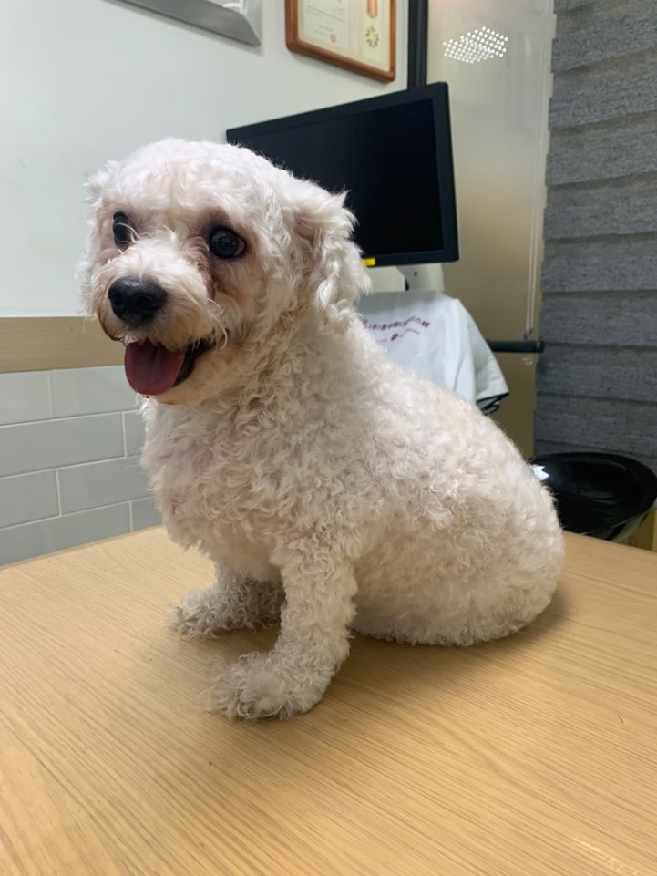 푸들 이미지 파일 입니다.