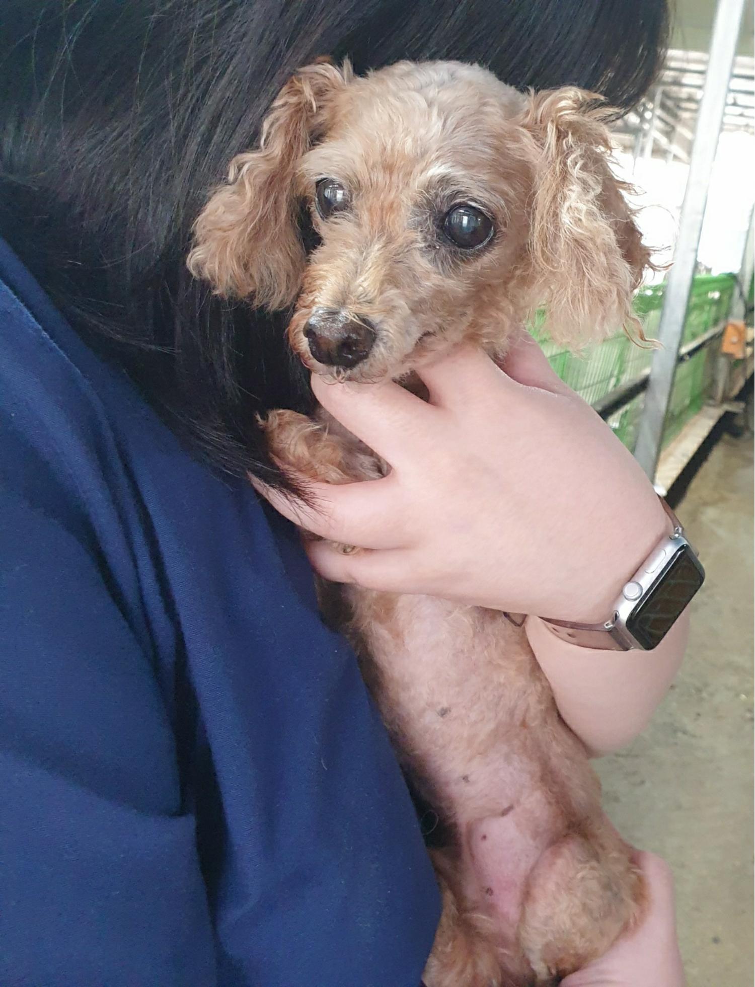 푸들 이미지 파일 입니다.