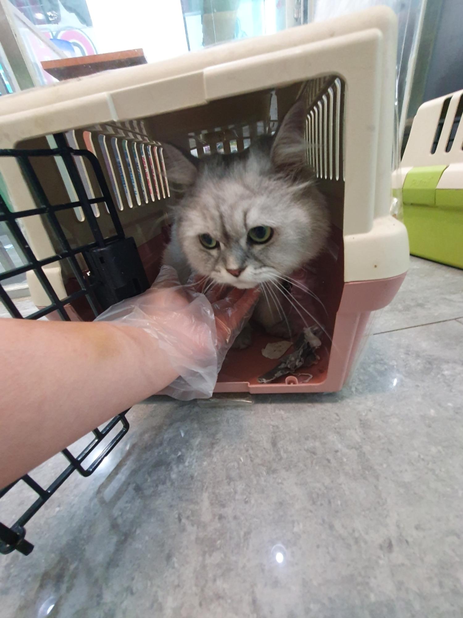 페르시안 이미지 파일 입니다.