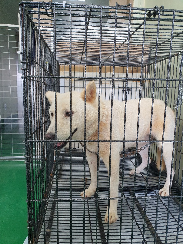 진도견 이미지 파일 입니다.