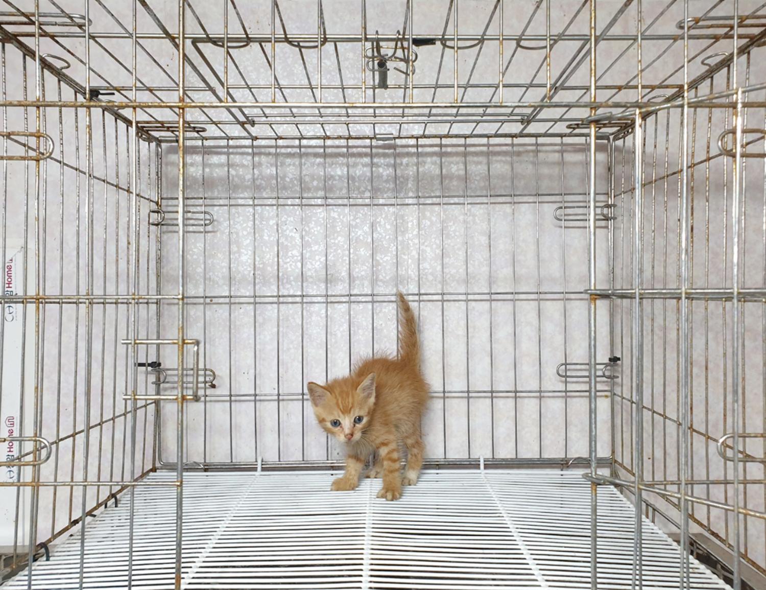 한국 고양이 이미지 파일 입니다.