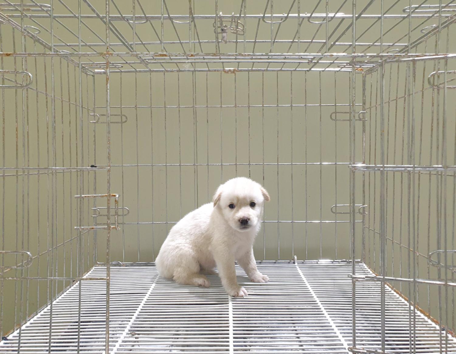 믹스견 이미지 파일 입니다.