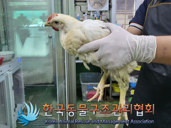 [기타축종] 닭 이미지 파일 입니다.
