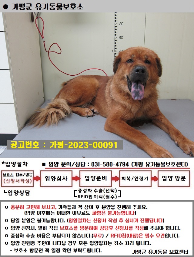 믹스견 이미지 파일 입니다.
