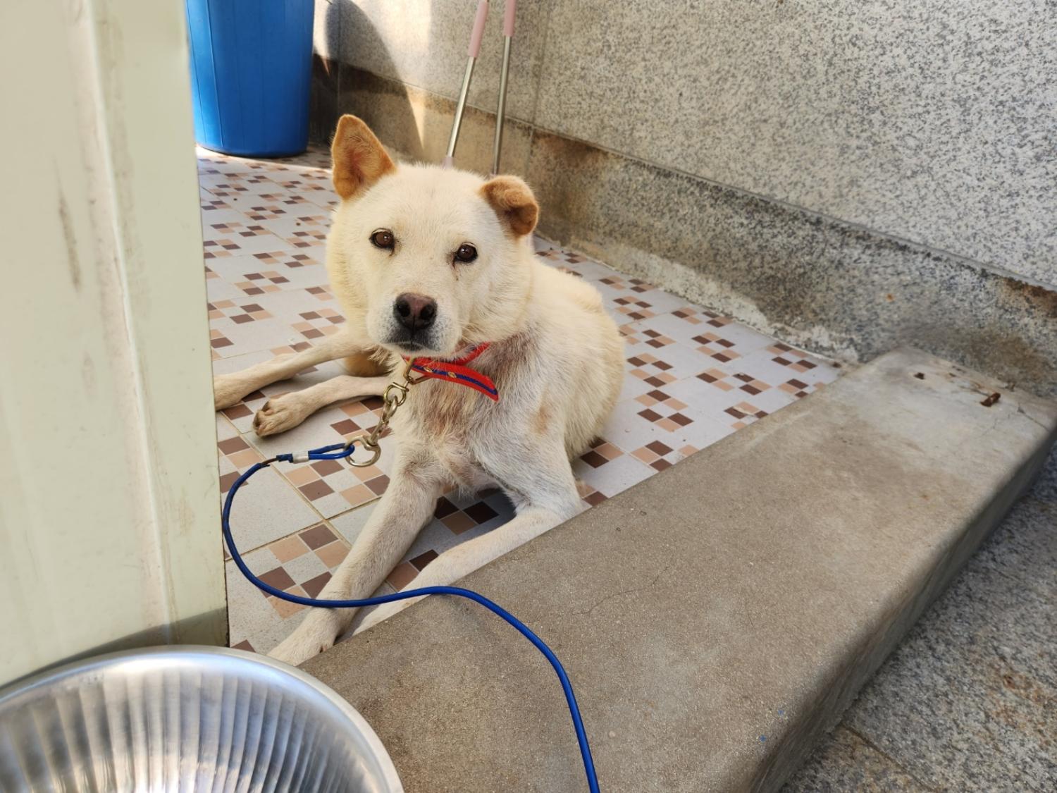 믹스견 이미지 파일 입니다.