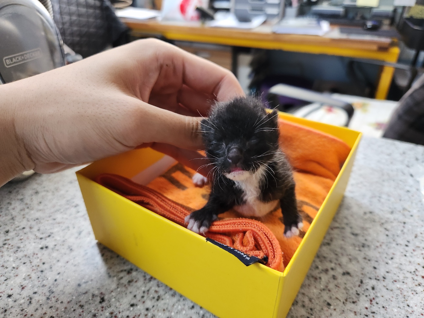 한국 고양이 이미지 파일 입니다.