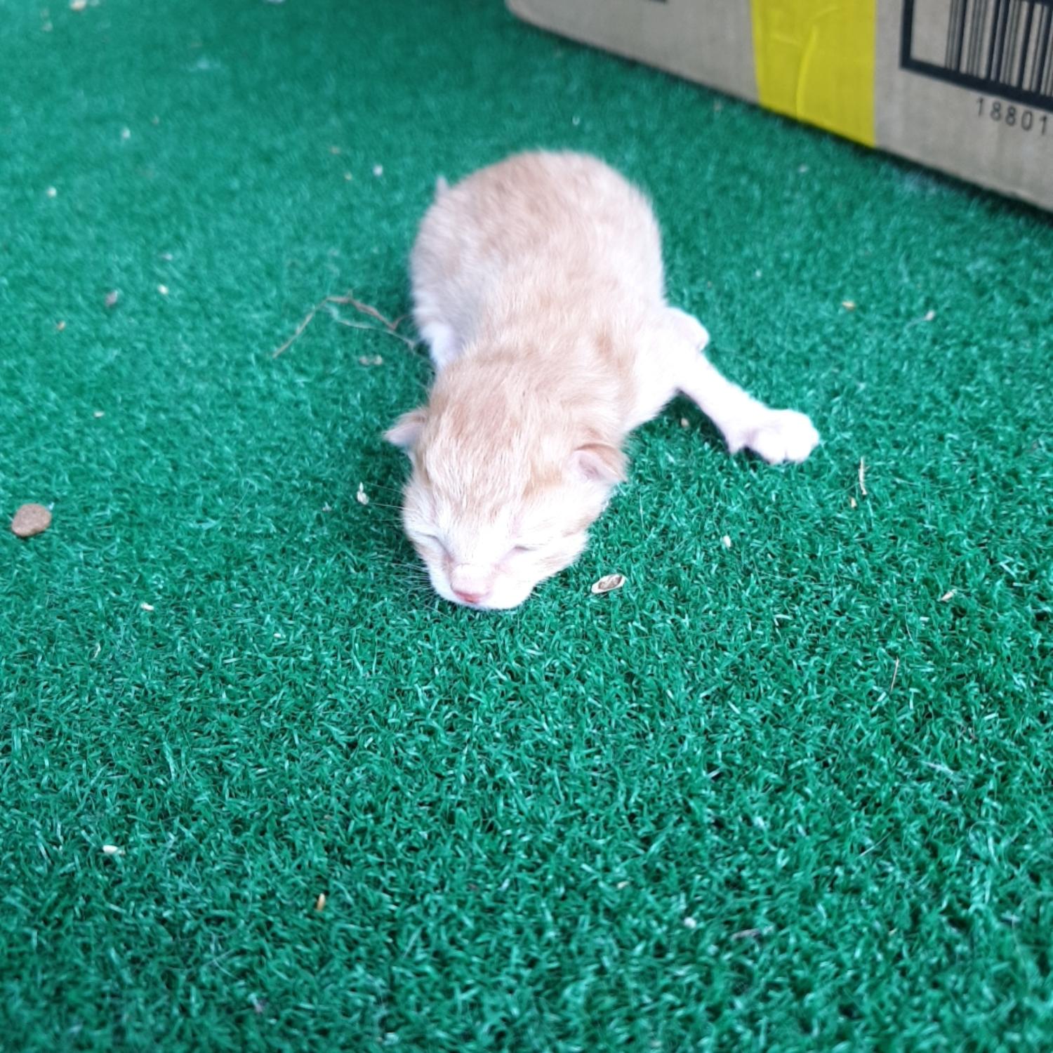 한국 고양이 이미지 파일 입니다.