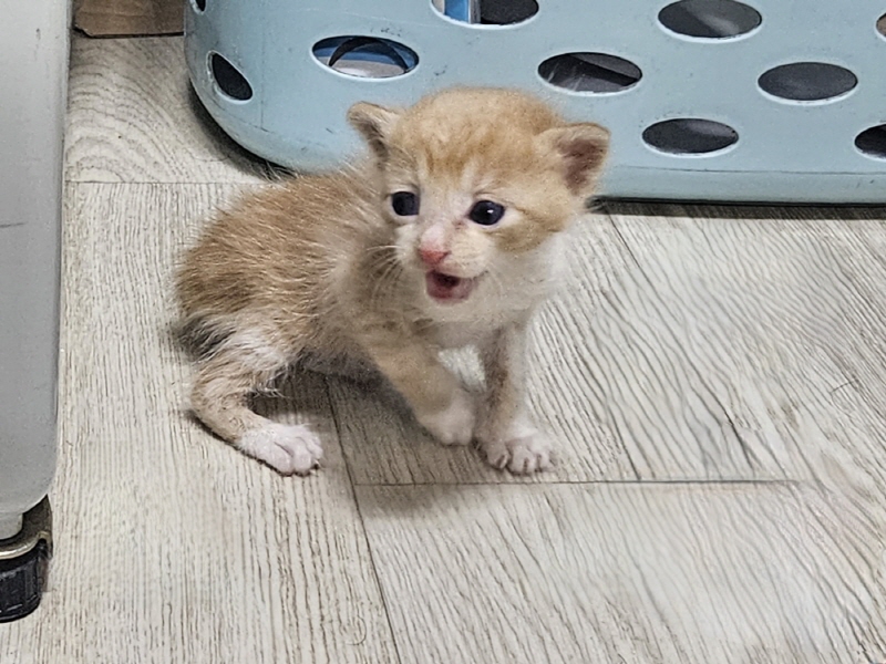 한국 고양이 이미지 파일 입니다.