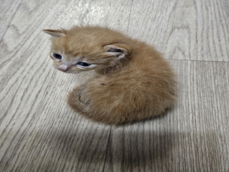 한국 고양이 이미지 파일 입니다.