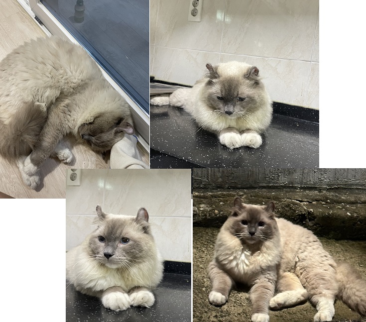 레그돌 이미지 파일 입니다.