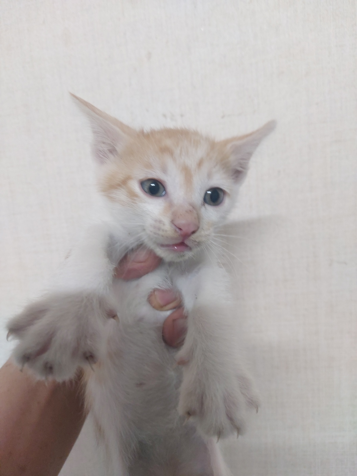 한국 고양이 이미지 파일 입니다.