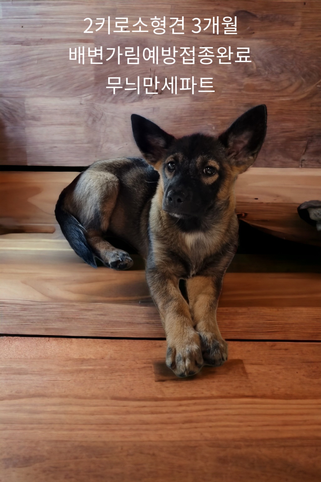웰시코기 믹스견인듯 이미지 파일 입니다.