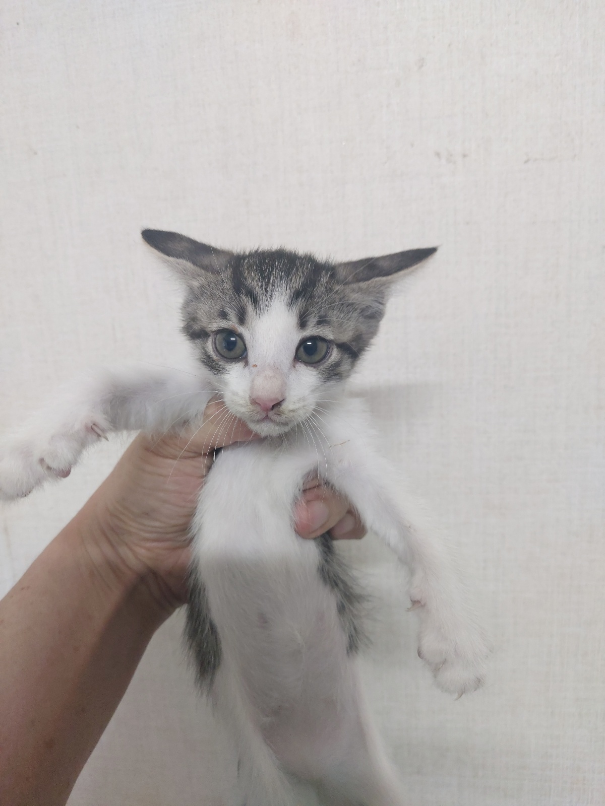 한국 고양이 이미지 파일 입니다.