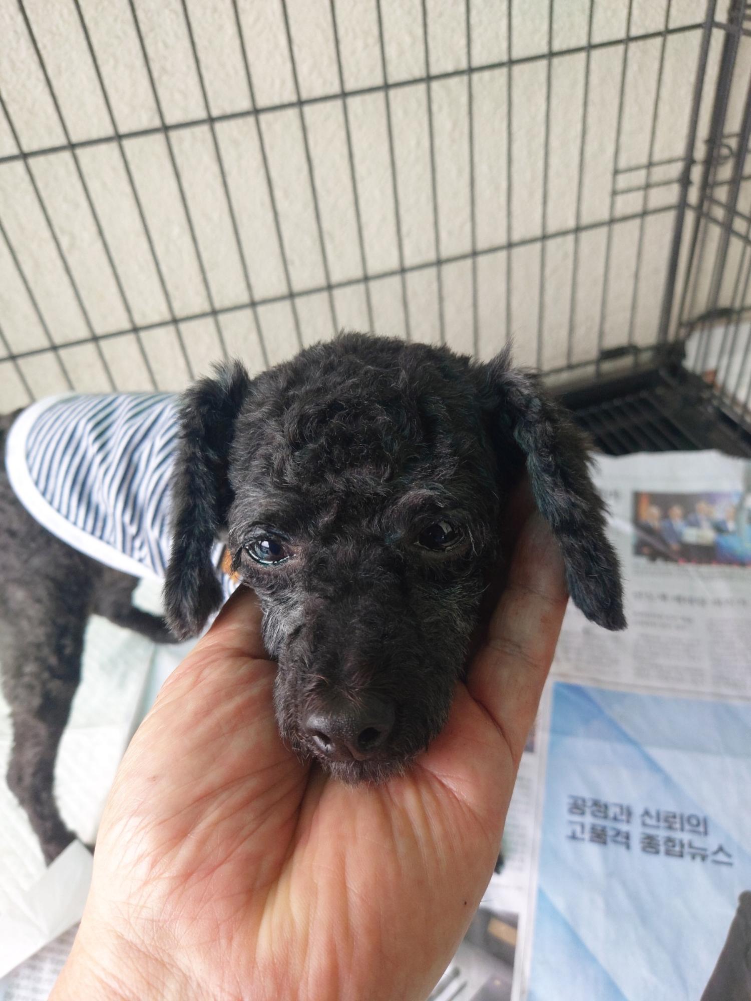 푸들 이미지 파일 입니다.