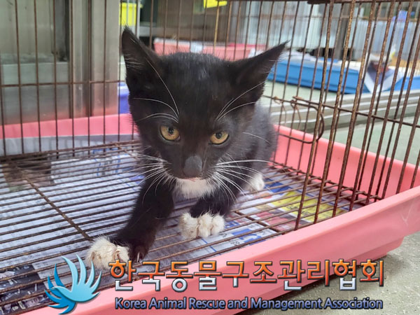 한국 고양이 이미지 파일 입니다.
