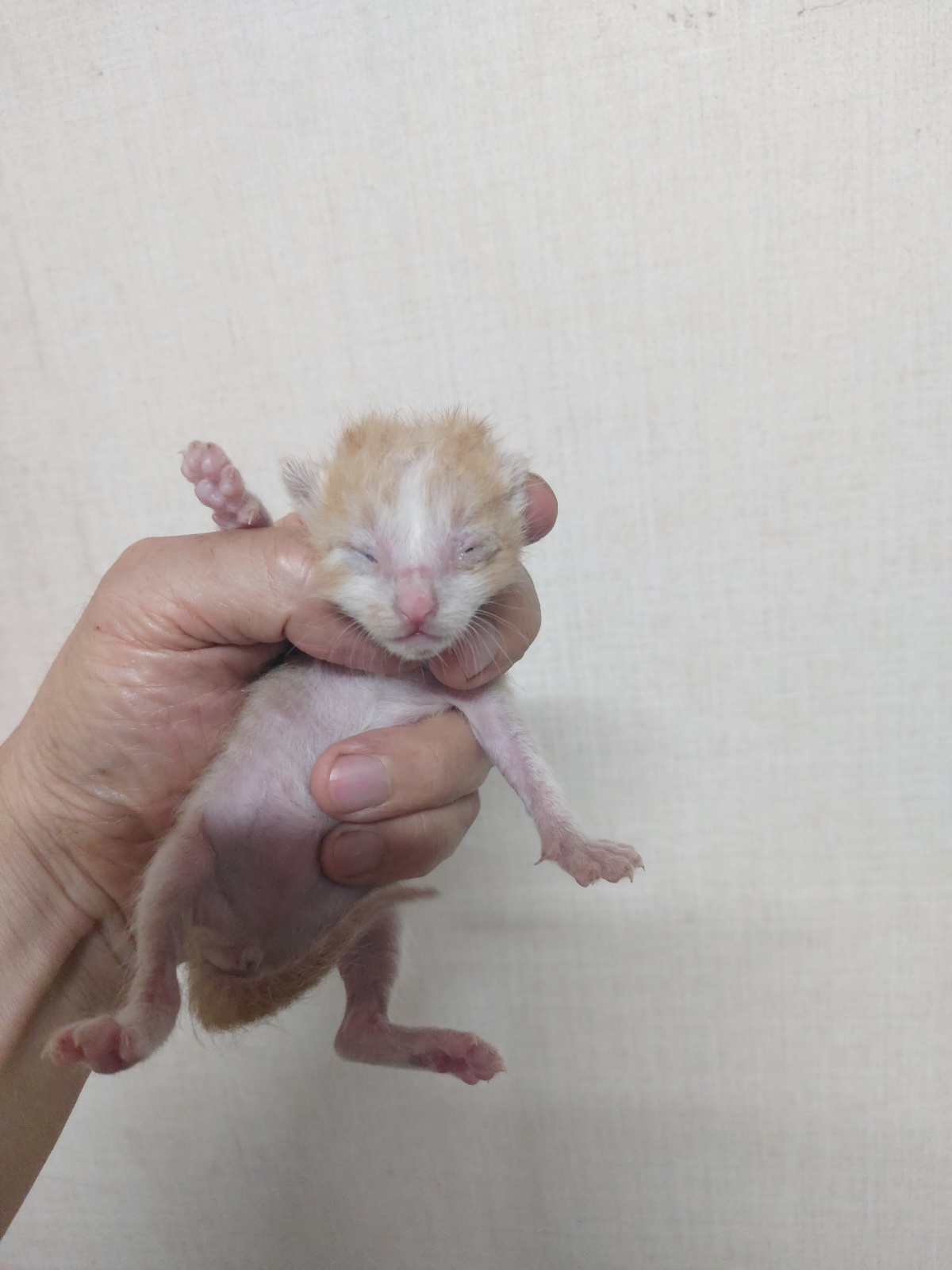 한국 고양이 이미지 파일 입니다.